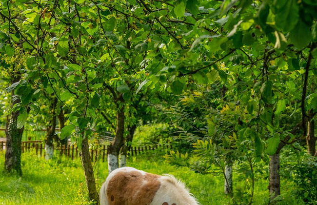 Alya Kartepe Villa Hotel - Foto 62