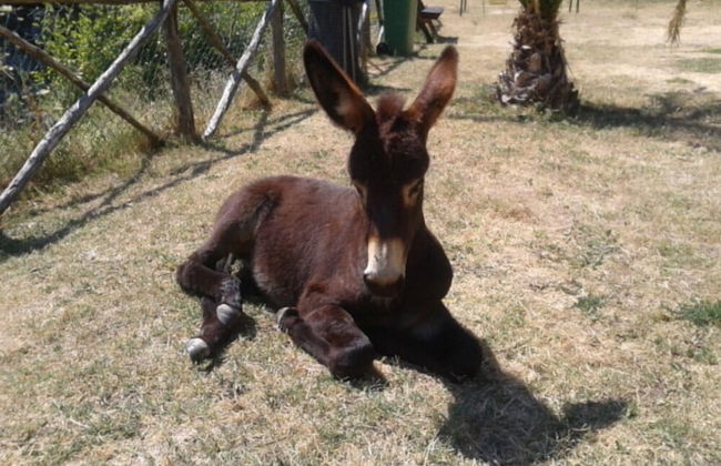 Agriturismo Le Cannucceta - Foto 30