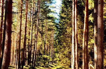 Thüringer Waldbaude - Foto 70