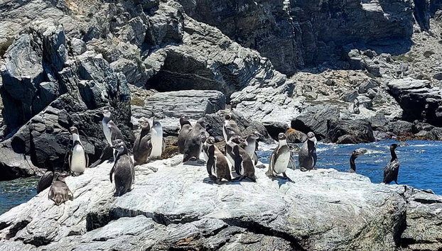 Excursion sur l'île de Damas - Foto 2, Colonie de pingouins de Humboldt