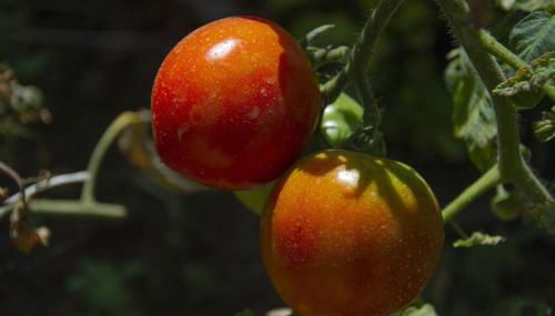 Seaside Villa Alexandra,Acharavi. - Foto 5