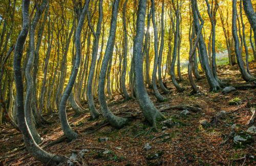 Locanda della Rocca - Foto 58