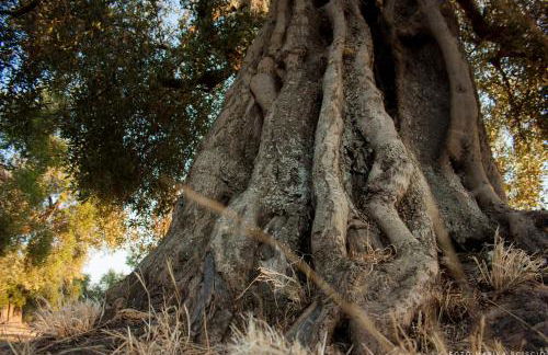 grottedisileno - Foto 13