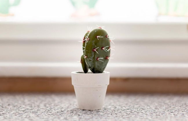 Honeypot House - Foto 55