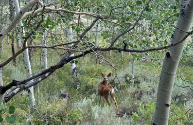 Peaceful A-Frame Cabin - Great Views with Hot Tub - Foto 30