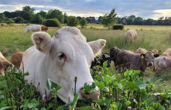 The Acorn - Roudham Norwich - Foto 37