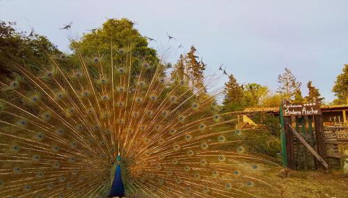 Agriturismo Podere Asche - Foto 2, Garden