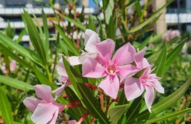 Flamenca Village Penthouse with Private Rooftop and Sea View - Photo 39