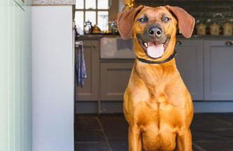 Converted Buttery Cottage in Pembrokeshire - Photo 20