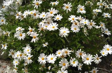 Residence Limoneto Ischia - Foto 38