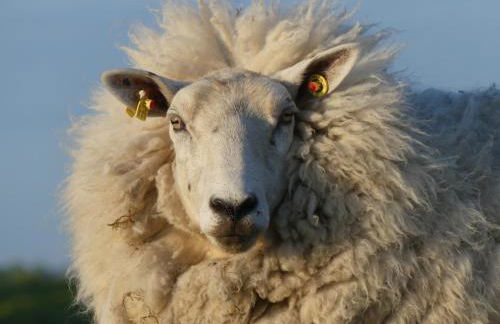 Deichkoje12 Deck 1 EG direkt am Eiderdeich nur 7 km bis zur Nordsee und 20 Min bis Sankt Peter Ording - Foto 23