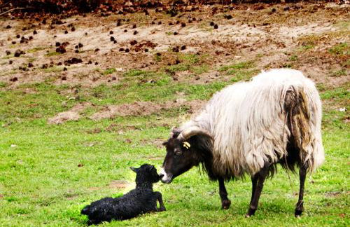 Bauernhof Diestel - Foto 11