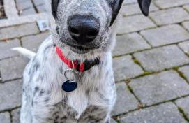 Große Schönheit mit Panoramablick - Foto 20