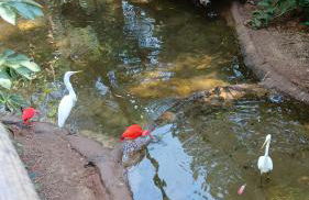 Iguassu Falls Refuge - Cataratas do Iguassu - Paraguai - Argentina - Foto 39