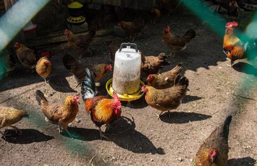 Agroturystyka u Wojtka - Foto 32