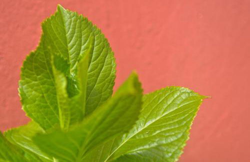 La Casina de Luarca - Foto 22