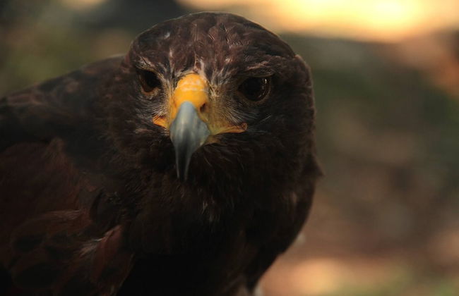 Podere Le Rote Private Farmhouse - Foto 22