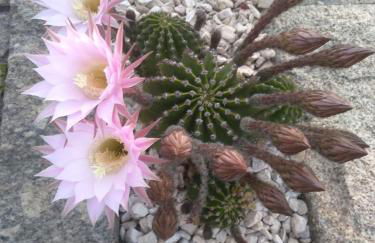 Canastro Country House - Foto 29