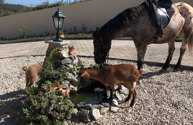 Terra Luso - Foto 33