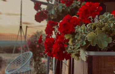 ΛΩΤΟΣ - Photo 25