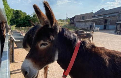 Sleepy Donkey Cottage - Foto 21