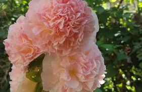 Gîte Alexandra - Photo 14