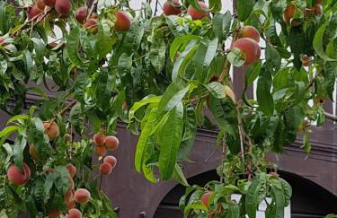 Auf-der-Muehlwiese - Foto 8