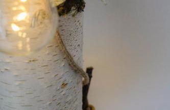 Urlaubsfreude Biedermann Haus GlücksStein Sandstein - Photo 13