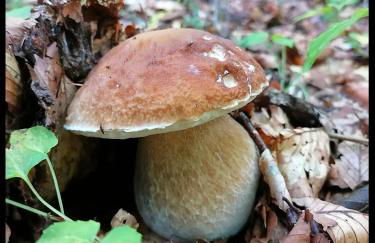 Appartamento Il Bosco Incantato - Foto 33