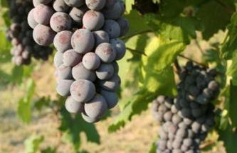 B&B La Quercia - Foto 25