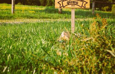 Przewietrzona Głowa - Foto 30