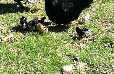 Wunderschöne 3-Zimmerwohnung auf dem Bauernhof - Foto 12