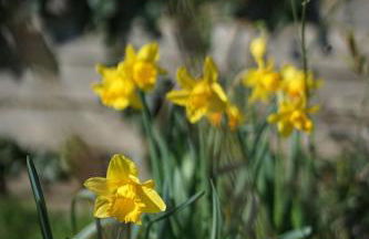 Seashells - 4 Bed - 2 Bath - Nr Beach - Sleeps 7 - Foto 15