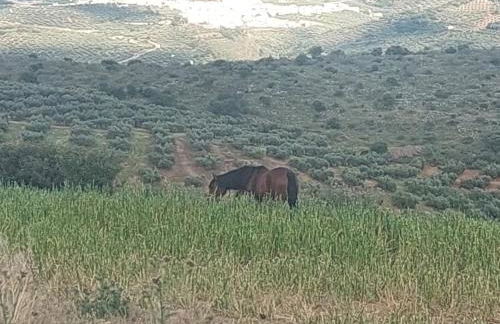 Dehesilla Olive Orchard Retreat - Foto 62