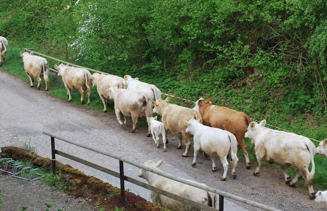 Chic Apartment in Thuringia With Sauna - Foto 71