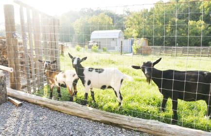 Meadow View Romantic Nature Stay w Barn, Outdoor Tub and Sauna - Foto 48