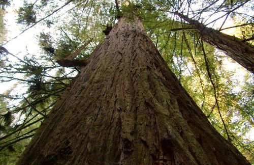 Amazing Oceanview 2 bedroom Oceanfront! by OceanviewHotTubs Shelter Cove, CA Tesla EV Station - Foto 46