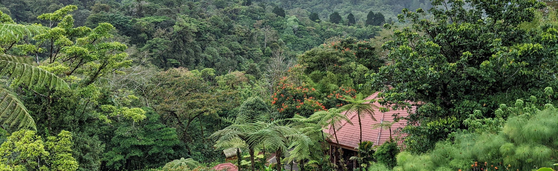 Tour de aventura no bosque chuvoso