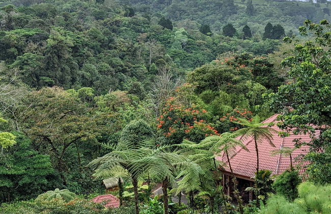 Tour de aventura no bosque chuvoso - Foto 1