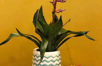 Amor di Casa - Foto 46