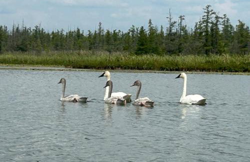 Lakefront! Twin Birch Resort - The Loon - Foto 47