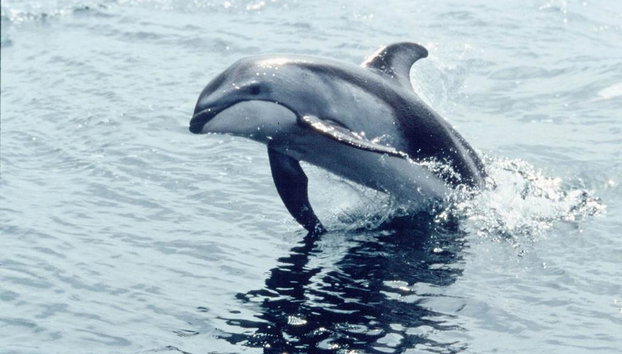 Orca Spirit Adventures Whale Watching Covered Vessel - Photo 4