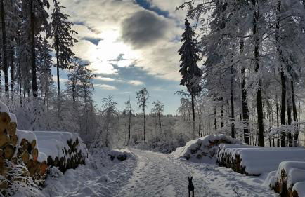 Harzquartier - Foto 44