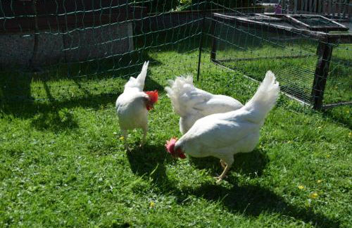 Ferienwohnung Berge & Seen - Foto 18