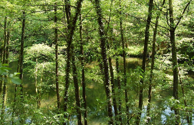 San Sebastián Rainforest Excursion - Photo 6