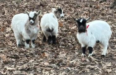 Gîte à la campagne 4 - Photo 27