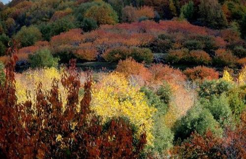 La Lancha del Jerte - Foto 30