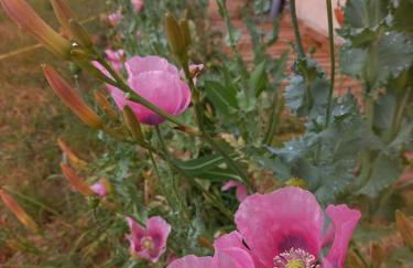 Les hirondelles - Foto 39