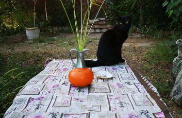 Pinnettu sardo tipica abitazione sarda in ecosistema insetti e animaletti simpatici in condivisione bagno esterno a 10metri Leggere attentamente Prima di prenotare - Foto 76