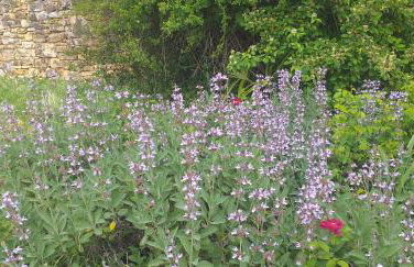 Le Baron Perché - Foto 41